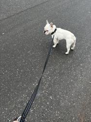 Lost Male Dog last seen East Hampton or Springs, East Hampton North, NY 11937