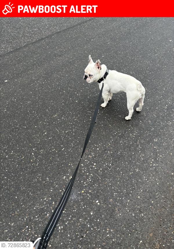 Lost Male Dog last seen East Hampton or Springs, East Hampton North, NY 11937
