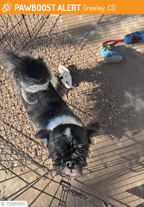 Found/Stray Male Dog last seen 4th street and 35th, Greeley, CO 80634
