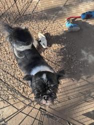 Found/Stray Male Dog last seen 4th street and 35th, Greeley, CO 80634