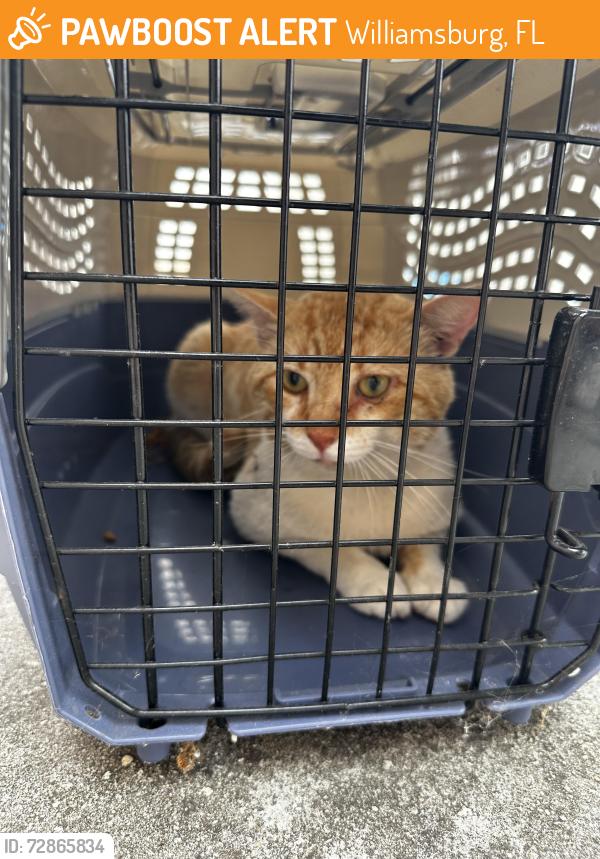 Found/Stray Male Cat last seen Walking around neighborhood, Williamsburg, FL 32821