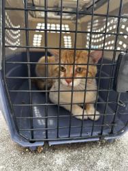 Found/Stray Male Cat last seen Walking around neighborhood, Williamsburg, FL 32821