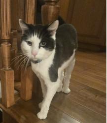 Lost Male Cat last seen Christy Lane and David Way, Del Mar, CA 92014