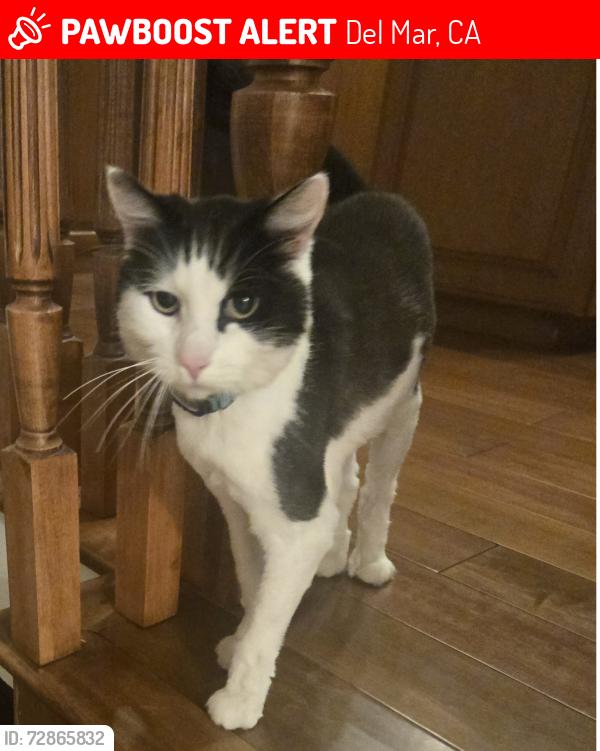Lost Male Cat last seen Christy Lane and David Way, Del Mar, CA 92014