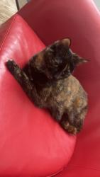 Lost Female Cat last seen indigo rd, Richmond, VA 23230