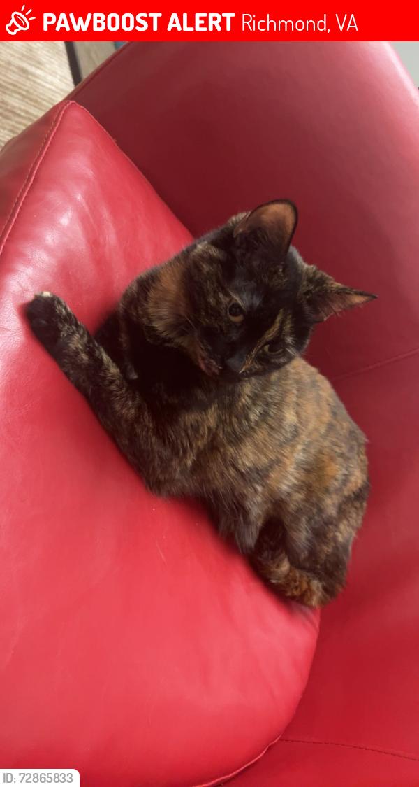 Lost Female Cat last seen indigo rd, Richmond, VA 23230