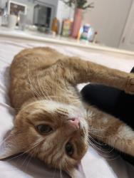 Lost Male Cat last seen Braddock drive Deltona , Deltona, FL 32725