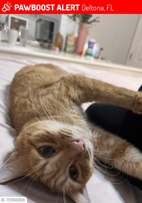 Lost Male Cat last seen Braddock drive Deltona, Deltona, FL 32725
