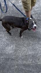 Found/Stray Male Dog last seen Montford and Bradbury Drive, Charlotte, NC 28209