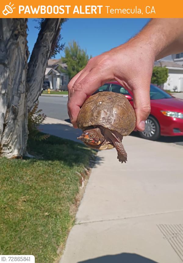 Found/Stray Unknown Reptile last seen Temecula Middle School , Temecula, CA 92592