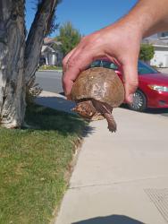 Found/Stray Unknown Reptile last seen Temecula Middle School , Temecula, CA 92592