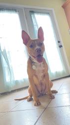 Lost Female Dog last seen Tidewater and norview near wake circle, Norfolk, VA 23510