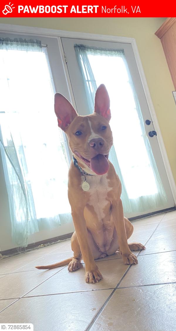 Lost Female Dog last seen Tidewater and norview near wake circle, Norfolk, VA 23510