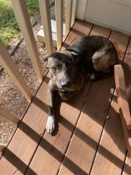 Reunited Unknown Dog last seen Whitney Heights Villa Rica, Villa Rica, GA 30180