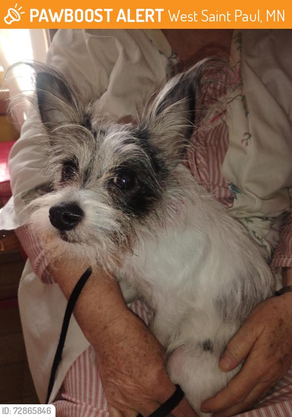Found/Stray Female Dog last seen Allen ave & Dakota st, West Saint Paul, MN 55118