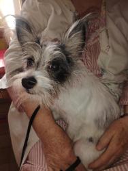 Found/Stray Female Dog last seen Allen ave & Dakota st, West Saint Paul, MN 55118