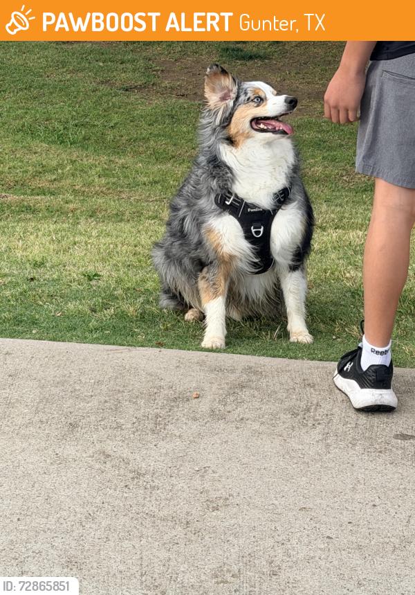 Found/Stray Unknown Dog last seen College Hill Baseball Fields, Gunter, TX 75058