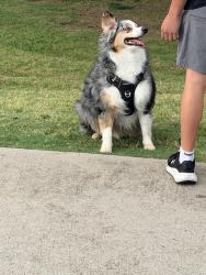 Found/Stray Unknown Dog last seen College Hill Baseball Fields, Gunter, TX 75058