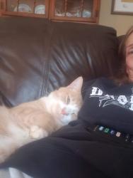 Lost Male Cat last seen McElrath Rd Mills River , Mills River, NC 28704