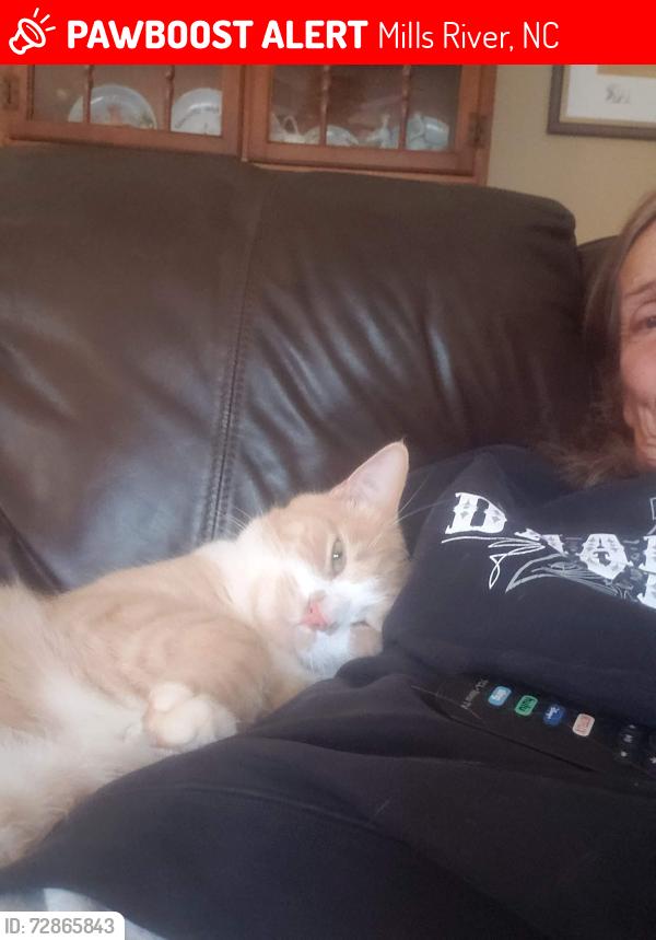 Lost Male Cat last seen McElrath Rd Mills River , Mills River, NC 28704