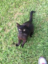 Lost Male Cat last seen Near N. Center St., Arlington, TX 76011