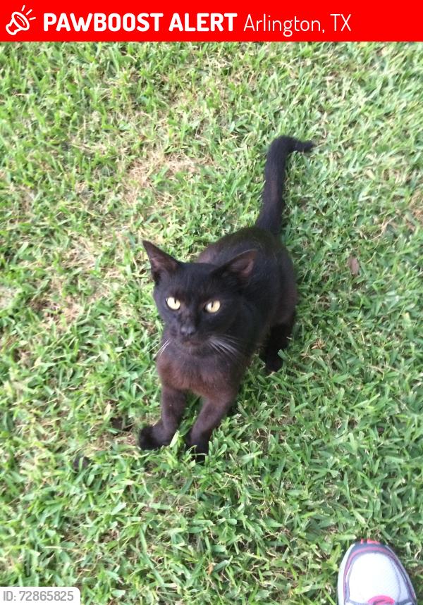 Lost Male Cat last seen Near N. Center St., Arlington, TX 76011