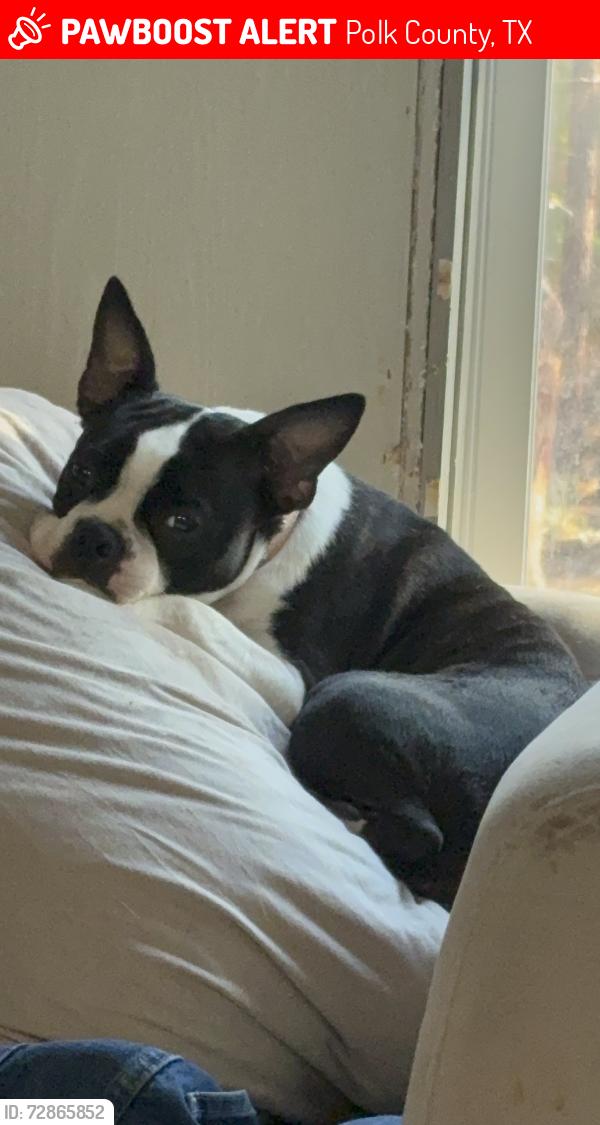Lost Female Dog last seen Bentwood Bend and Winchester rd off of Fm3152 , Polk County, TX 77351
