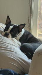 Lost Female Dog last seen Bentwood Bend and Winchester rd off of Fm3152 , Polk County, TX 77351