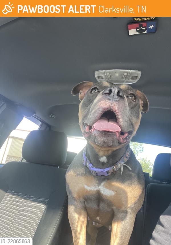 Found/Stray Female Dog last seen Sky Zone on Needmore, Clarksville, TN 37042