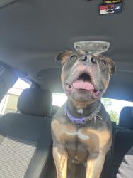 Found/Stray Female Dog last seen Sky Zone on Needmore, Clarksville, TN 37042
