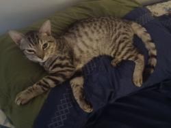 Lost Male Cat last seen 73rd Avenue and Mountainview, Peoria, AZ 85345