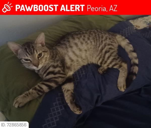 Lost Male Cat last seen 73rd Avenue and Mountainview, Peoria, AZ 85345