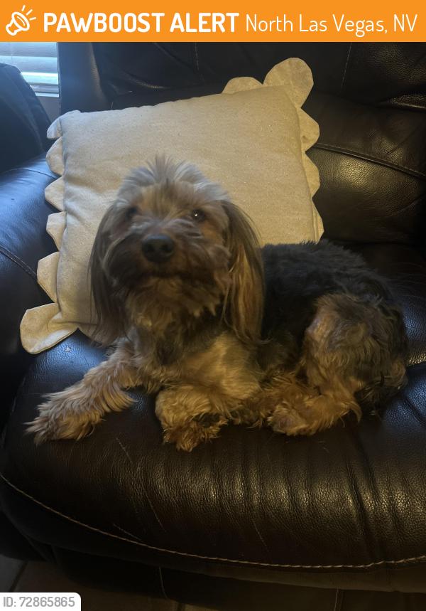Found/Stray Male Dog last seen Donna St and Lone Mountain , North Las Vegas, NV 89081