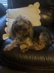 Found/Stray Male Dog last seen Donna St and Lone Mountain , North Las Vegas, NV 89081