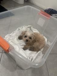 Found/Stray Female Dog last seen Cecina Pl and Via Guilia Way, Henderson, NV 89044