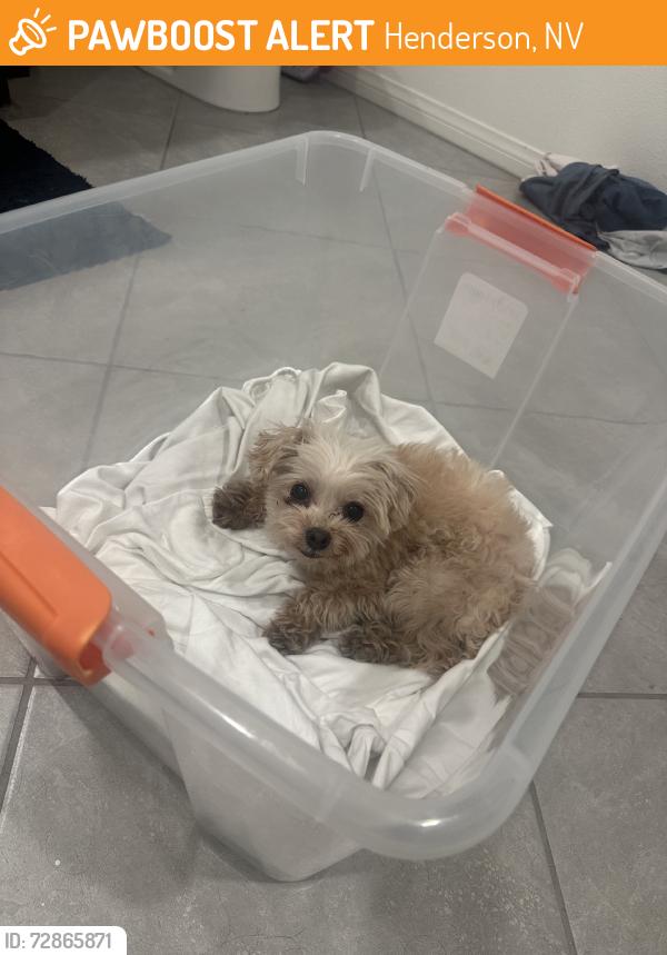 Found/Stray Female Dog last seen Cecina Pl and Via Guilia Way, Henderson, NV 89044