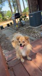Lost Male Dog last seen Last seen between Camilla rd and Raleigh rd off of 301 Hwy , Four Oaks, NC 27524