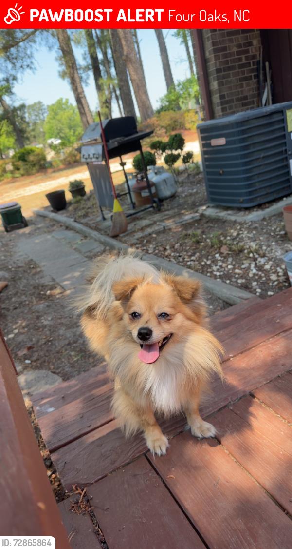 Lost Male Dog last seen Last seen between Camilla rd and Raleigh rd off of 301 Hwy , Four Oaks, NC 27524
