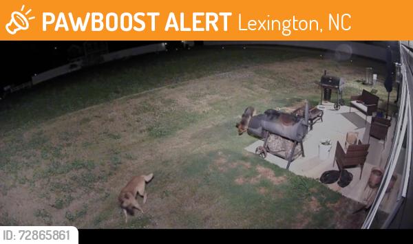 Found/Stray Unknown Dog last seen Jersey church rd, Lexington, NC 27292