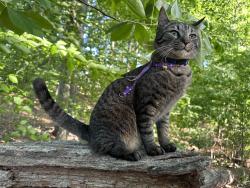 Lost Male Cat last seen Puritan dr, Sugar Hill, GA 30518