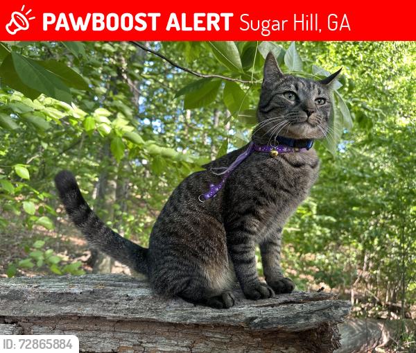 Lost Male Cat last seen Puritan dr, Sugar Hill, GA 30518