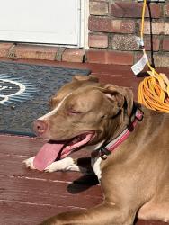 Found/Stray Female Dog last seen 10th and Carroll White Dr, Indianapolis, IN 46219