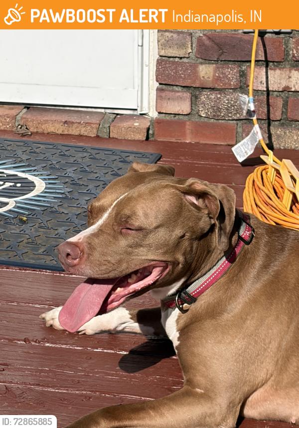 Found/Stray Female Dog last seen 10th and Carroll White Dr, Indianapolis, IN 46219