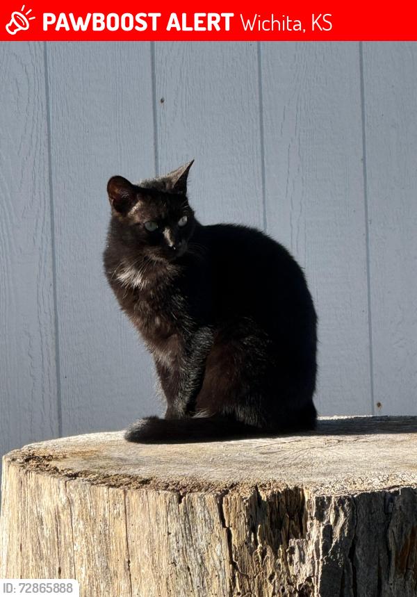 Lost Female Cat last seen Westport and st, Clair., Wichita, KS 67203