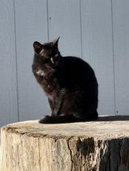 Lost Female Cat last seen Westport and st, Clair., Wichita, KS 67203