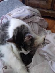 Lost Female Cat last seen North Market street and Grove street , Kenton, OH 43326