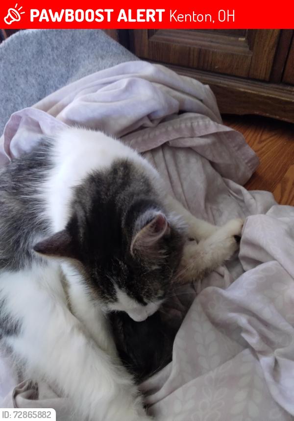 Lost Female Cat last seen North Market street and Grove street , Kenton, OH 43326