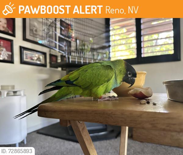 Found/Stray Unknown Bird last seen Callahan , Reno, NV 89511
