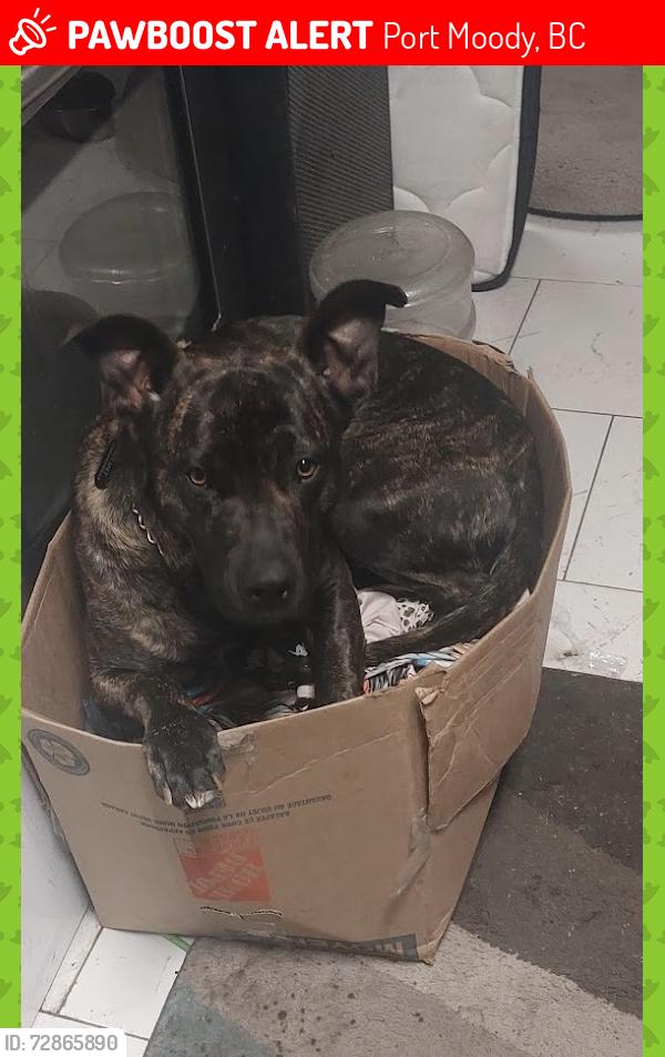 Lost Male Dog last seen Port Moody , Port Moody, BC 