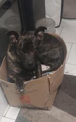 Lost Male Dog last seen Port Moody , Port Moody, BC 